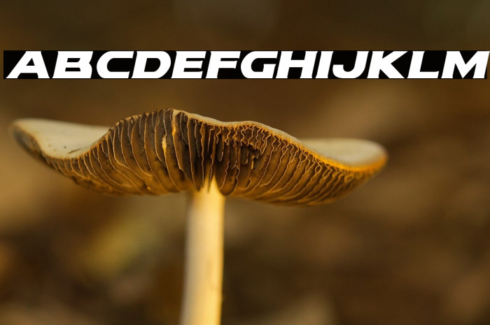 Modi Thorson Italic Example 1