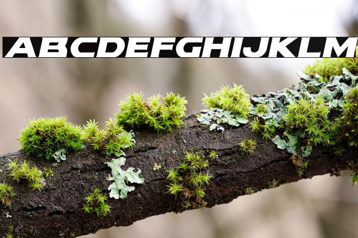 Modi Thorson Italic Example 2