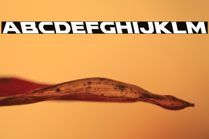 Modi Thorson Leftalic Example 3