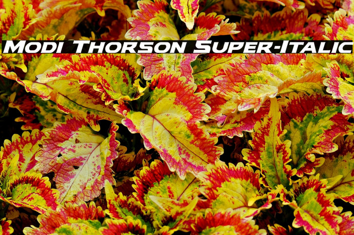 Modi Thorson Super-Italic Example 1