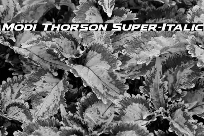 Modi Thorson Super-Italic Font examples
