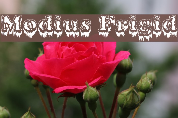 Modius Frigid Font examples
