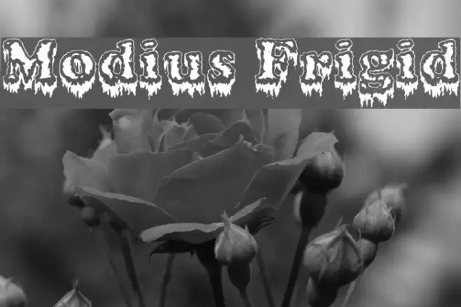 Modius Frigid Schriftart examples