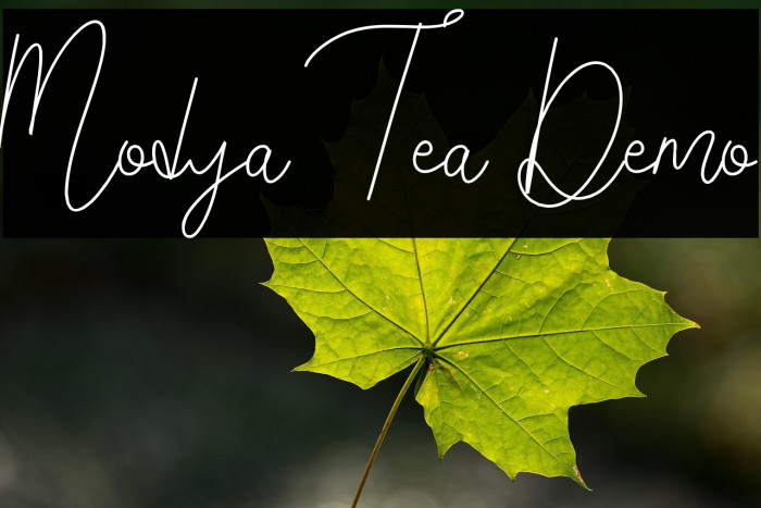 Modya Tea Demo Example 3
