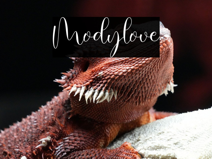Modylove Example 1