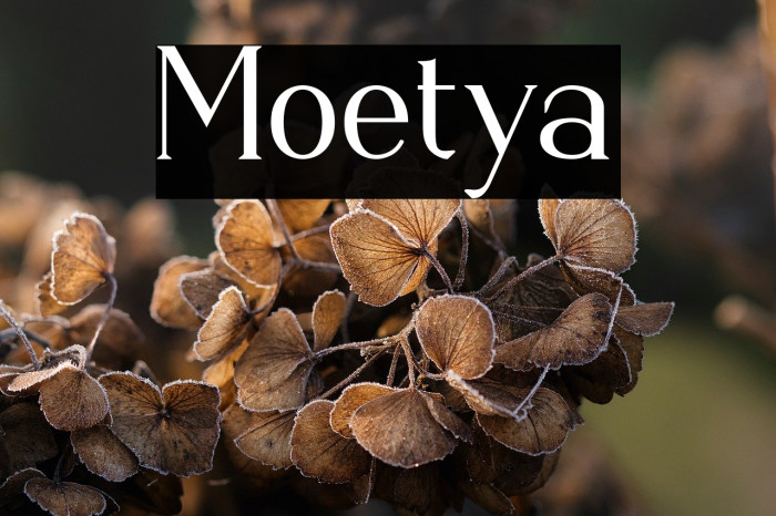 Moetya Example 1