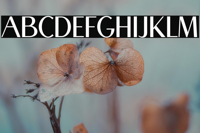 Mogen Bold Example 3