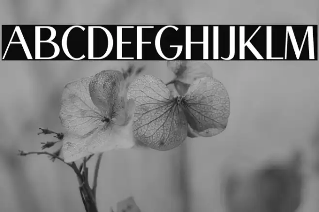 Mogen Bold Example 3
