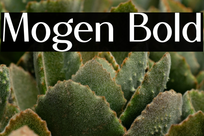 Mogen Bold Example 2