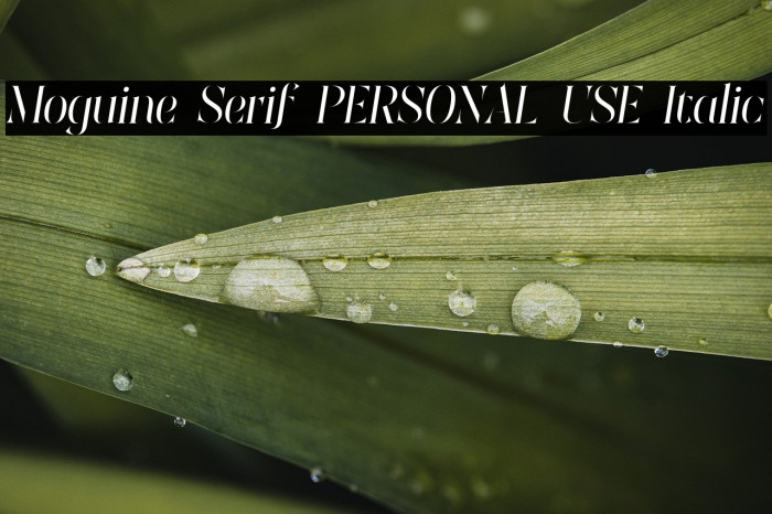 Moguine Serif PERSONAL USE Italic Example 1