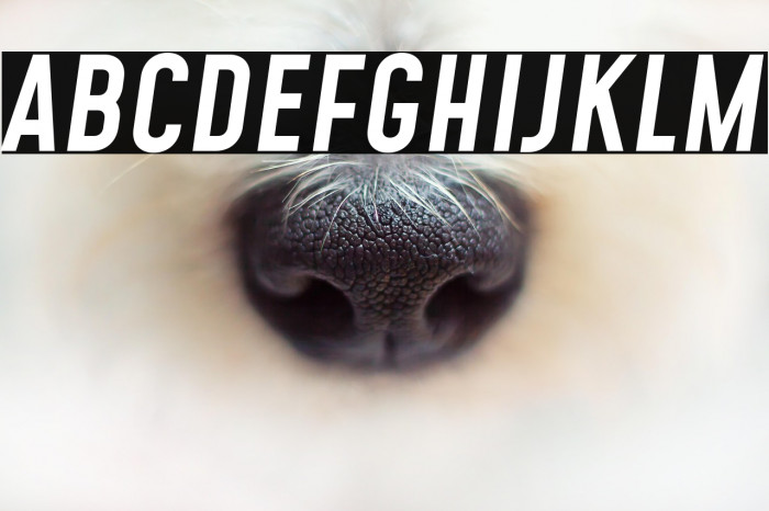 Mohave Medium Italic Example 3