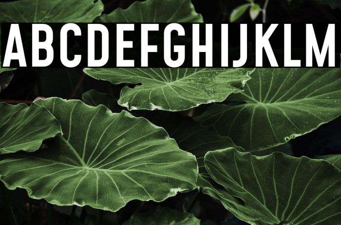 Mohave Medium Example 1