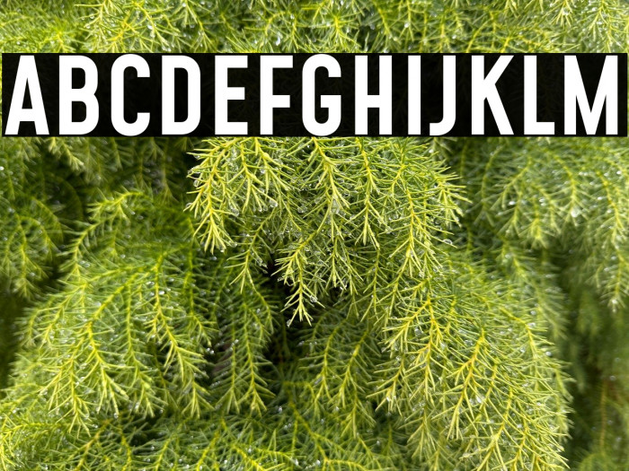 Mohave Medium Example 3