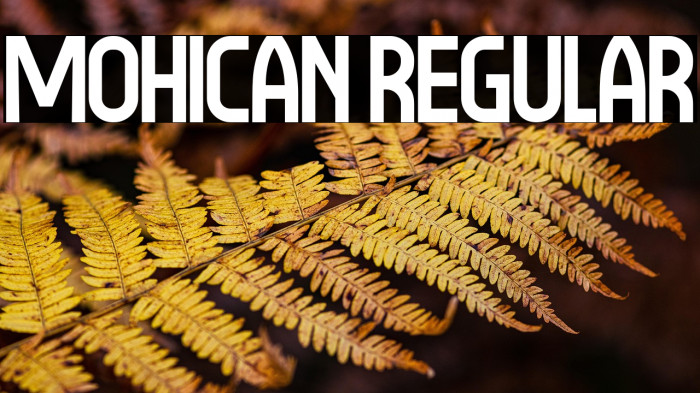 Mohican Regular Example 2