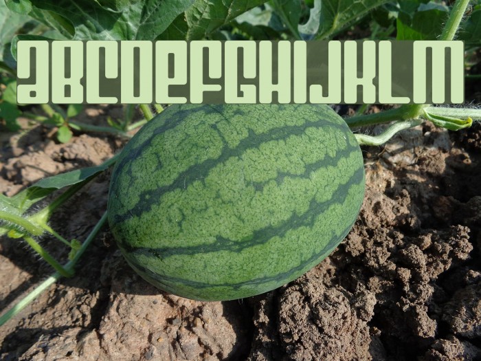 Mojo Regular Example 2