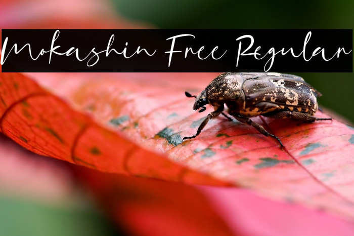 Mokashin Free Regular Example 2