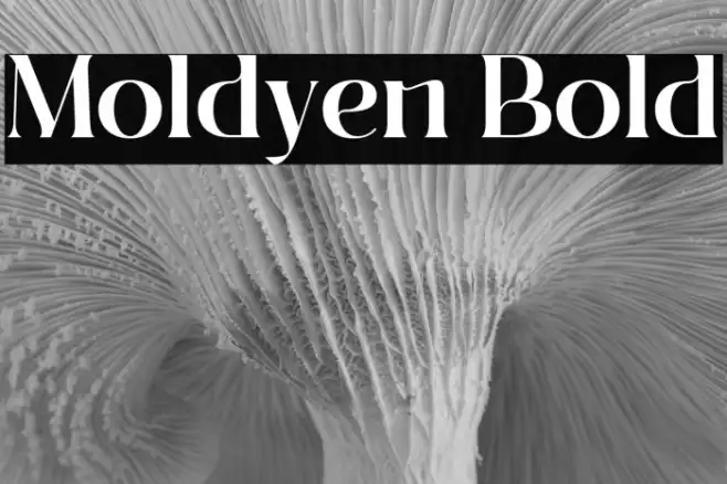 Moldyen Bold Example 3