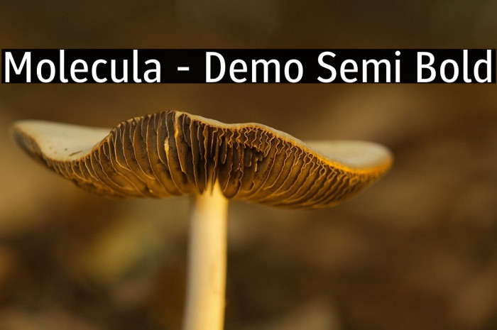 Molecula - Demo Semi Bold Example 2