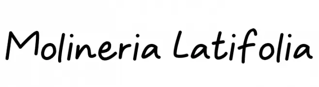 Molineria Latifolia  Frei Schriftart Herunterladen