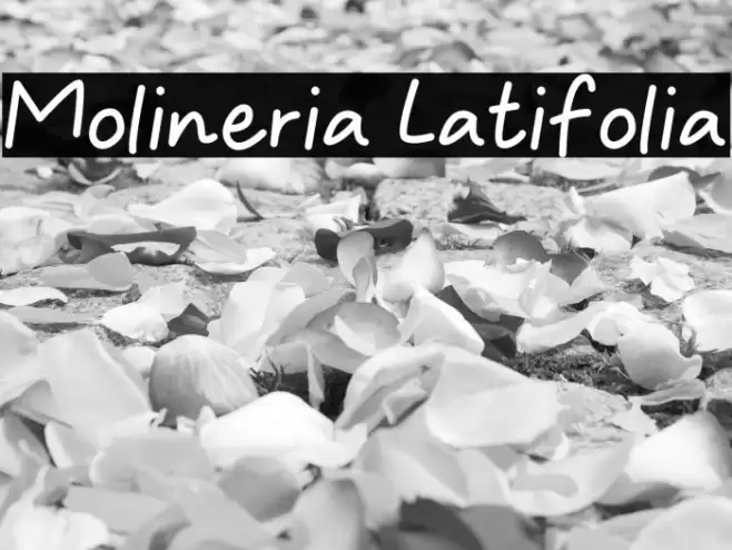 Molineria Latifolia Fonte examples