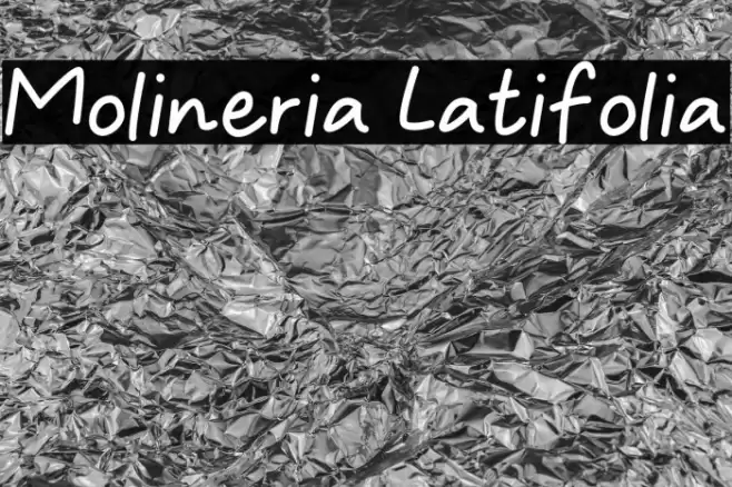 Molineria Latifolia Fonte examples