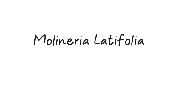 Molineria Latifolia Logo