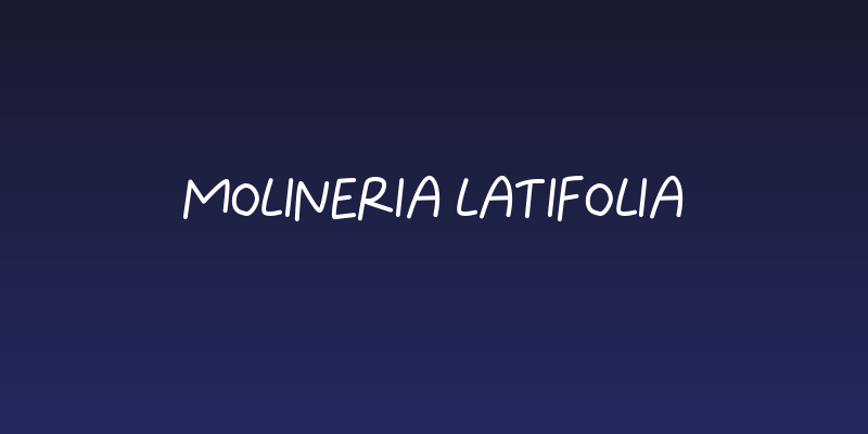 Molineria Latifolia Social Header