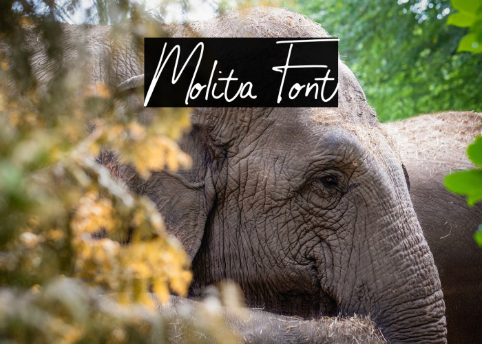 Molita Font Example 1