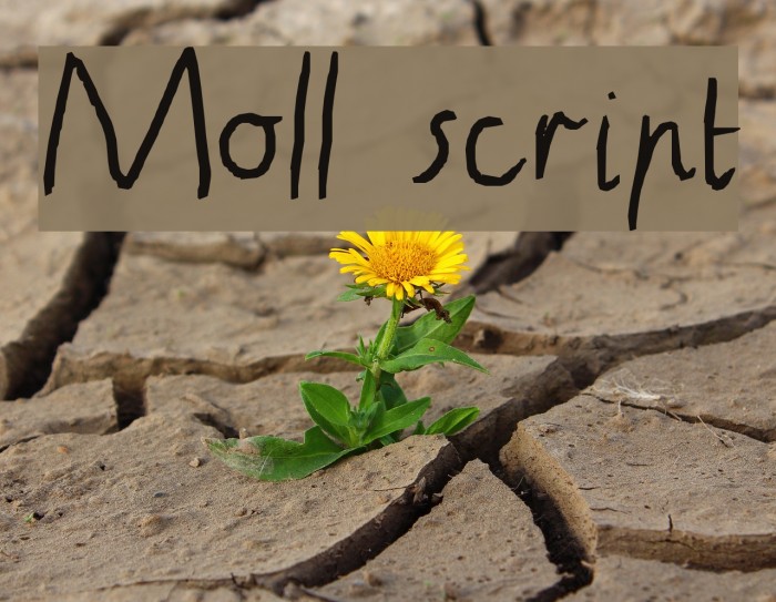 Moll script Font examples