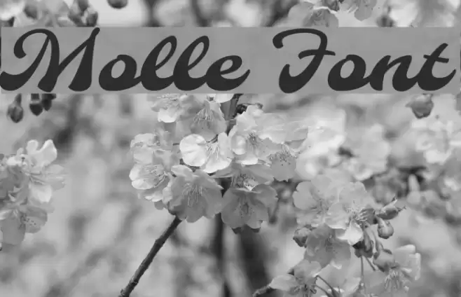 Molle フォント examples
