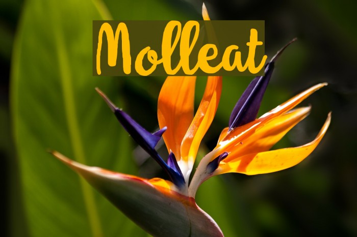 Molleat Font examples