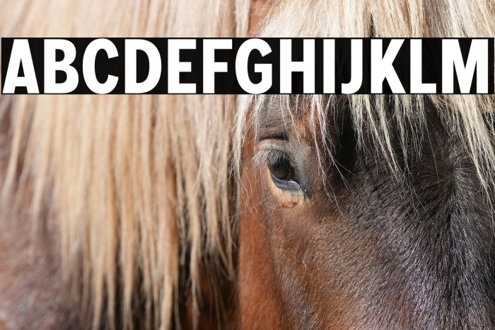 MollenPersonalUse-BoldCond Example 1