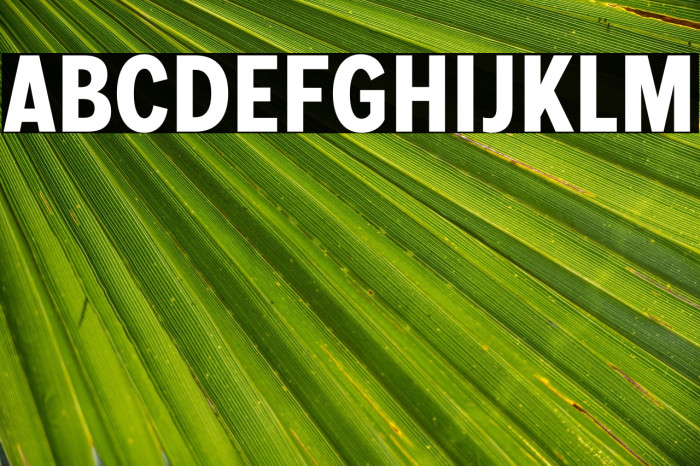 MollenPersonalUse-BoldCond Example 2