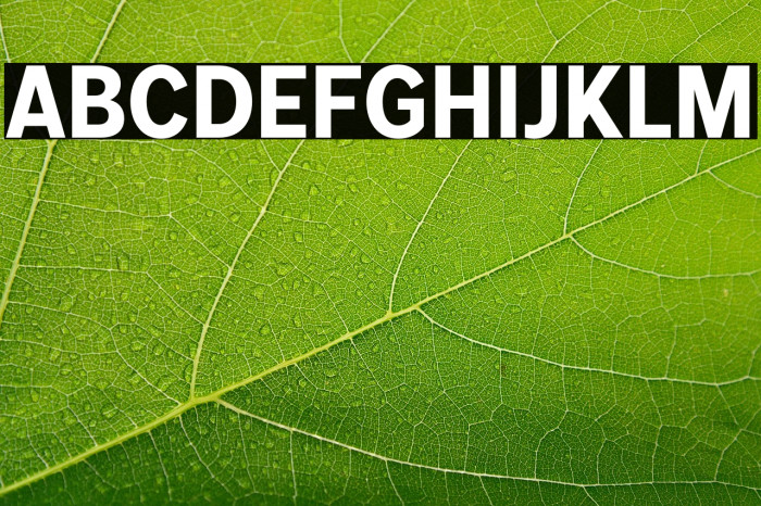 MollenPersonalUse-BoldNarrow Example 1