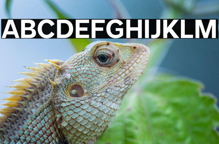 MollenPersonalUse-Bold Example 3