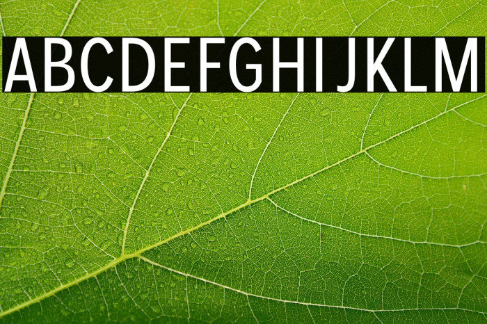 MollenPersonalUse-Condensed Example 2