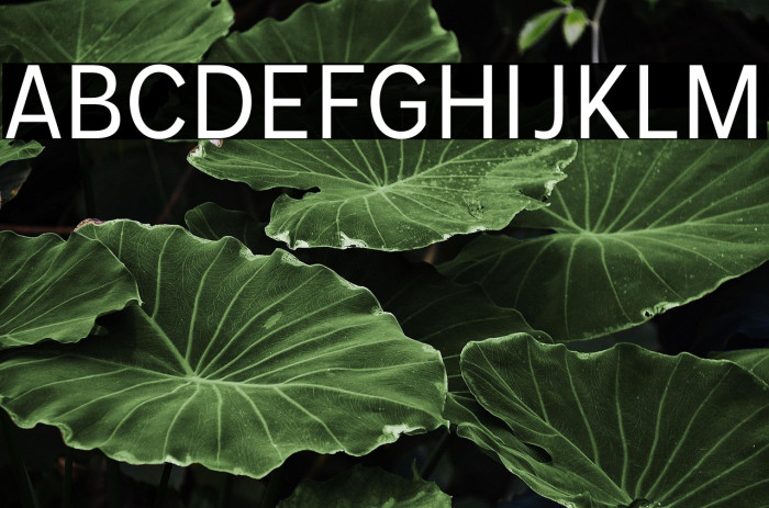 MollenPersonalUse-Narrow Example 3