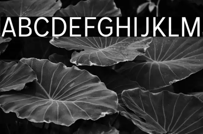 MollenPersonalUse-Narrow Font examples