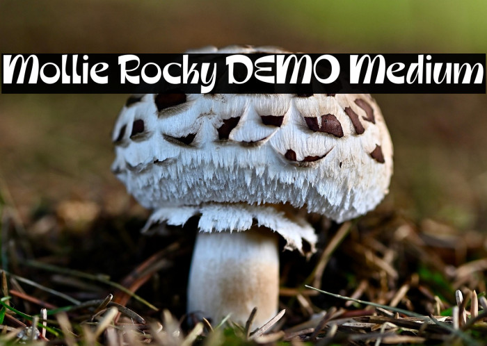 Mollie Rocky DEMO Medium Example 2
