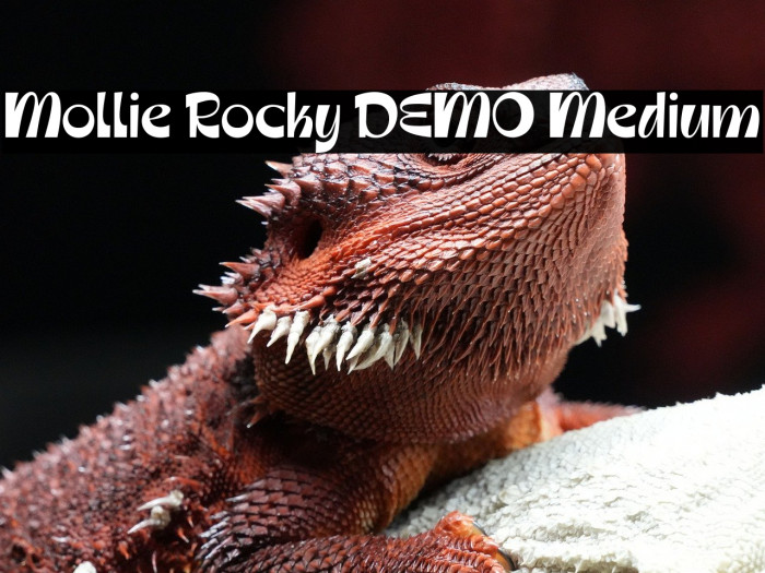 Mollie Rocky DEMO Medium Example 3
