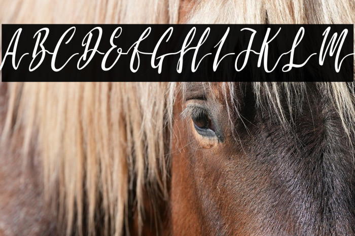 Molluca-Italic Example 3