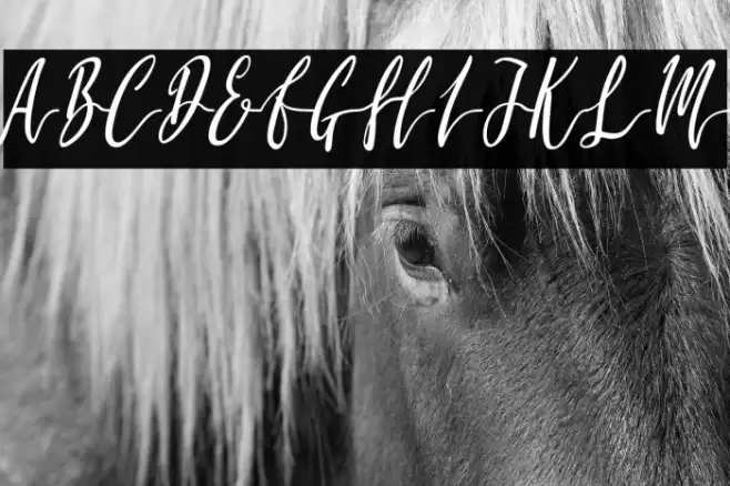 Molluca-Italic Font examples