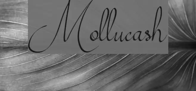 Mollucash Font examples