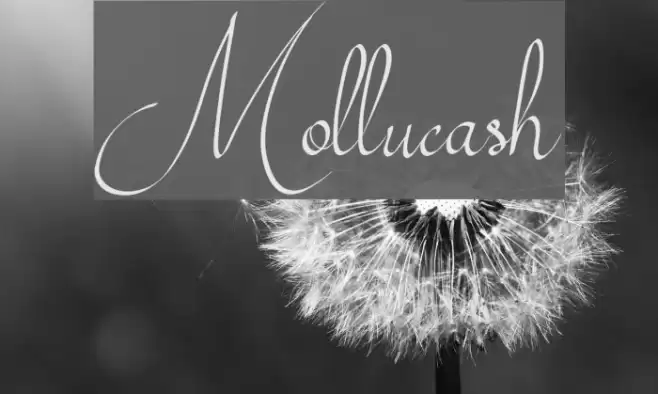 Mollucash Font examples