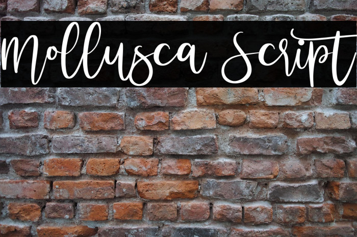 Mollusca Script Example 1