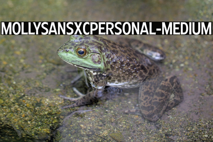 MollySansXCPERSONAL-Medium Example 1