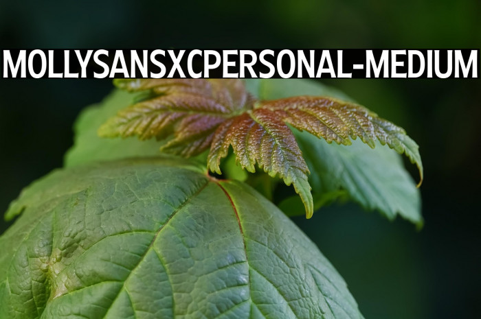 MollySansXCPERSONAL-Medium Example 2