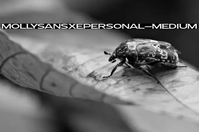 MollySansXEPERSONAL-Medium Font examples