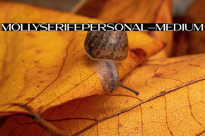 MollySerifEPERSONAL-Medium Example 2