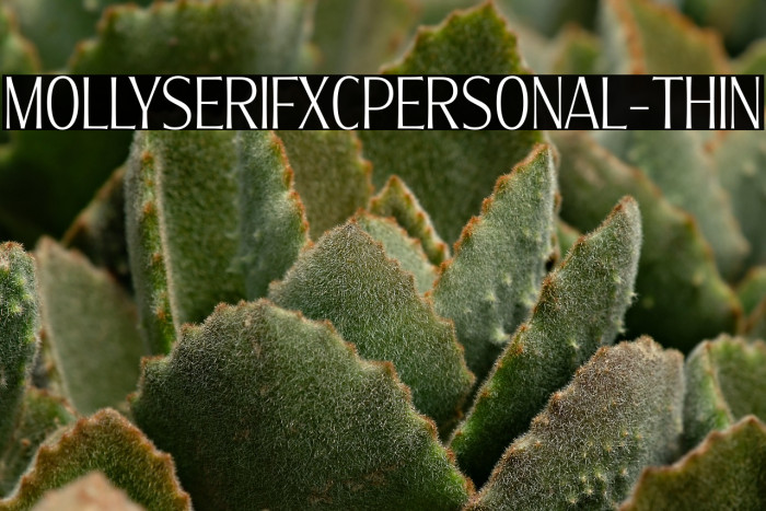 MollySerifXCPERSONAL-Thin Example 1